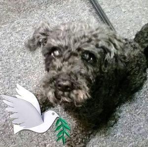 Meet your Posher, Barbara